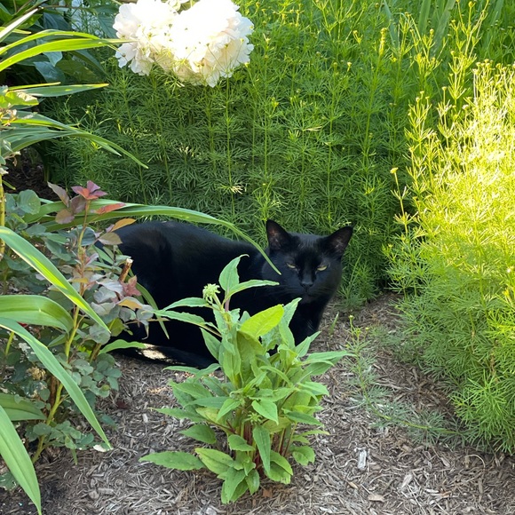 Meet your Posher, Sue - Picture 1 of 1